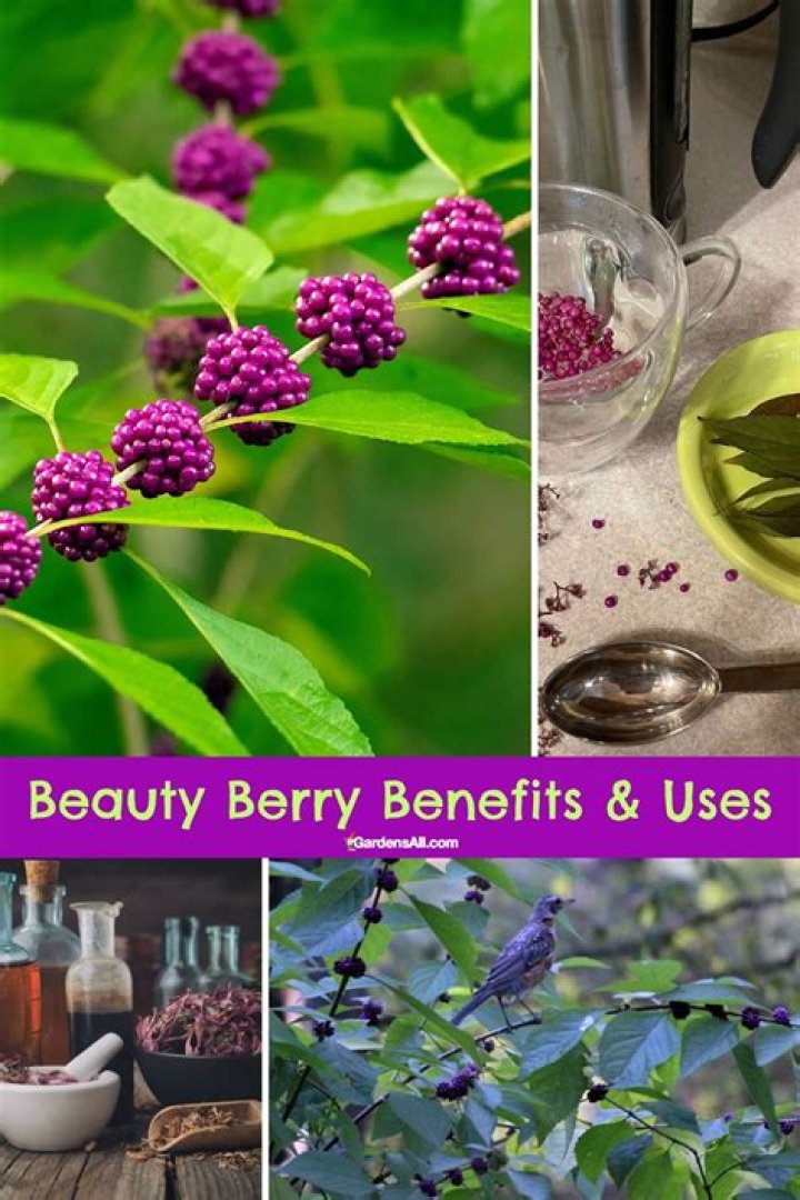 What are beauty berries used for