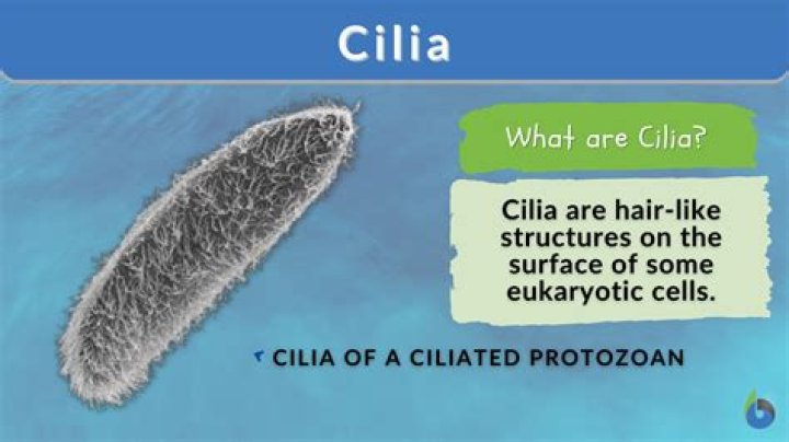 What are cilia and what is their function in the trachea?
