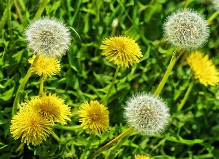 What are dandelion flowers good for?