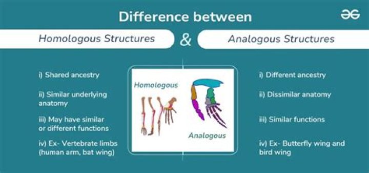 What are examples of homology