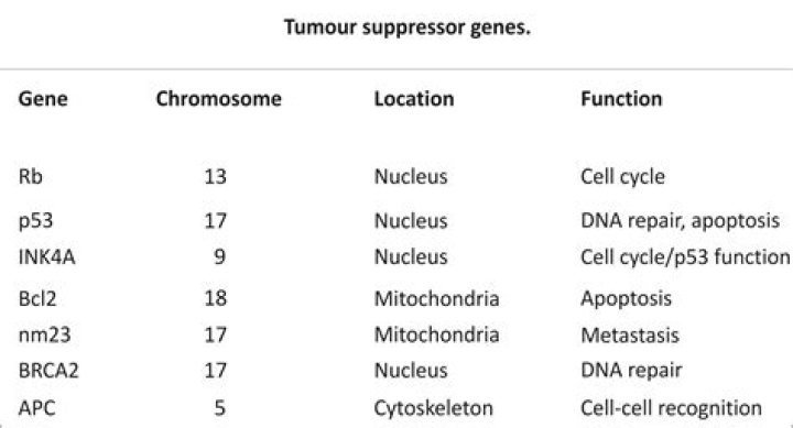 What are examples of tumor suppressor genes