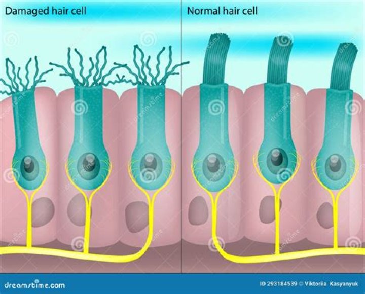 What are hair cells called