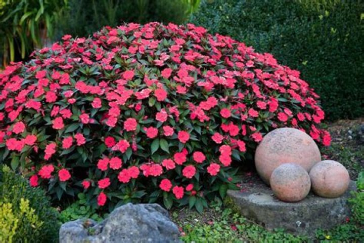 What are impatiens used for