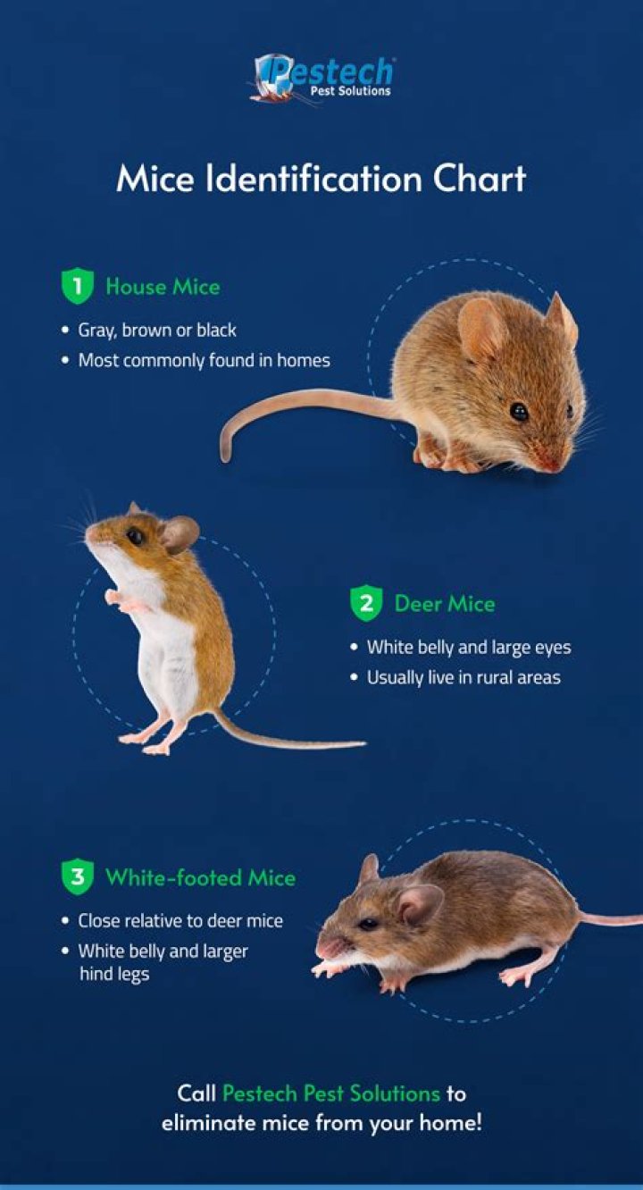 What are mice attracted to most