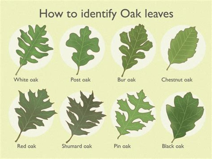 What are oak leaves good for?