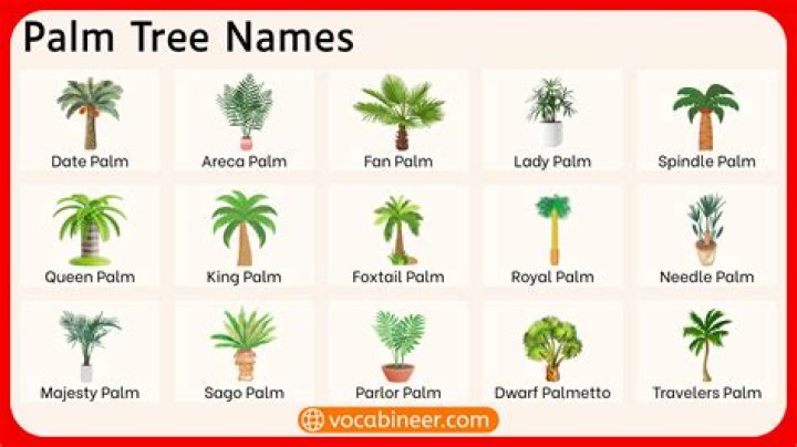 What are palm tree limbs called