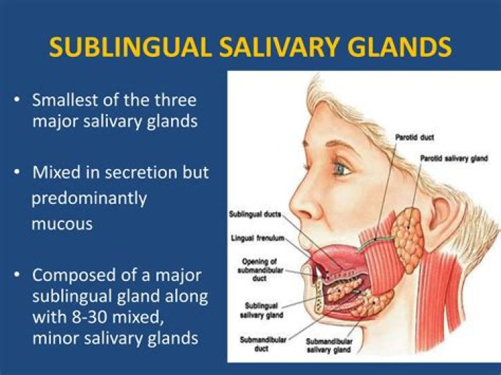 What are salivary glands made of?