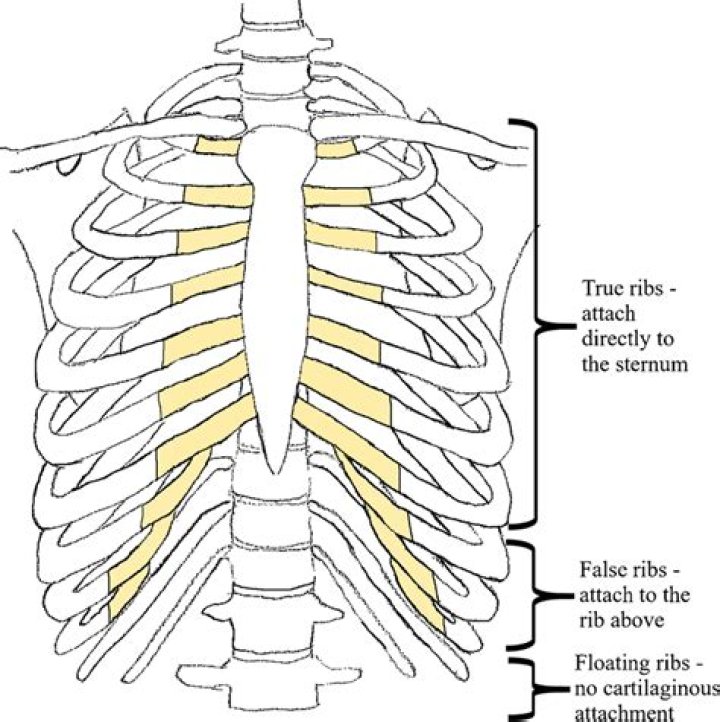 What are some Costae called false ribs