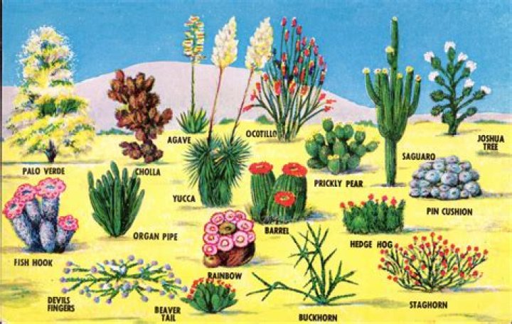 What are some plants in the desert