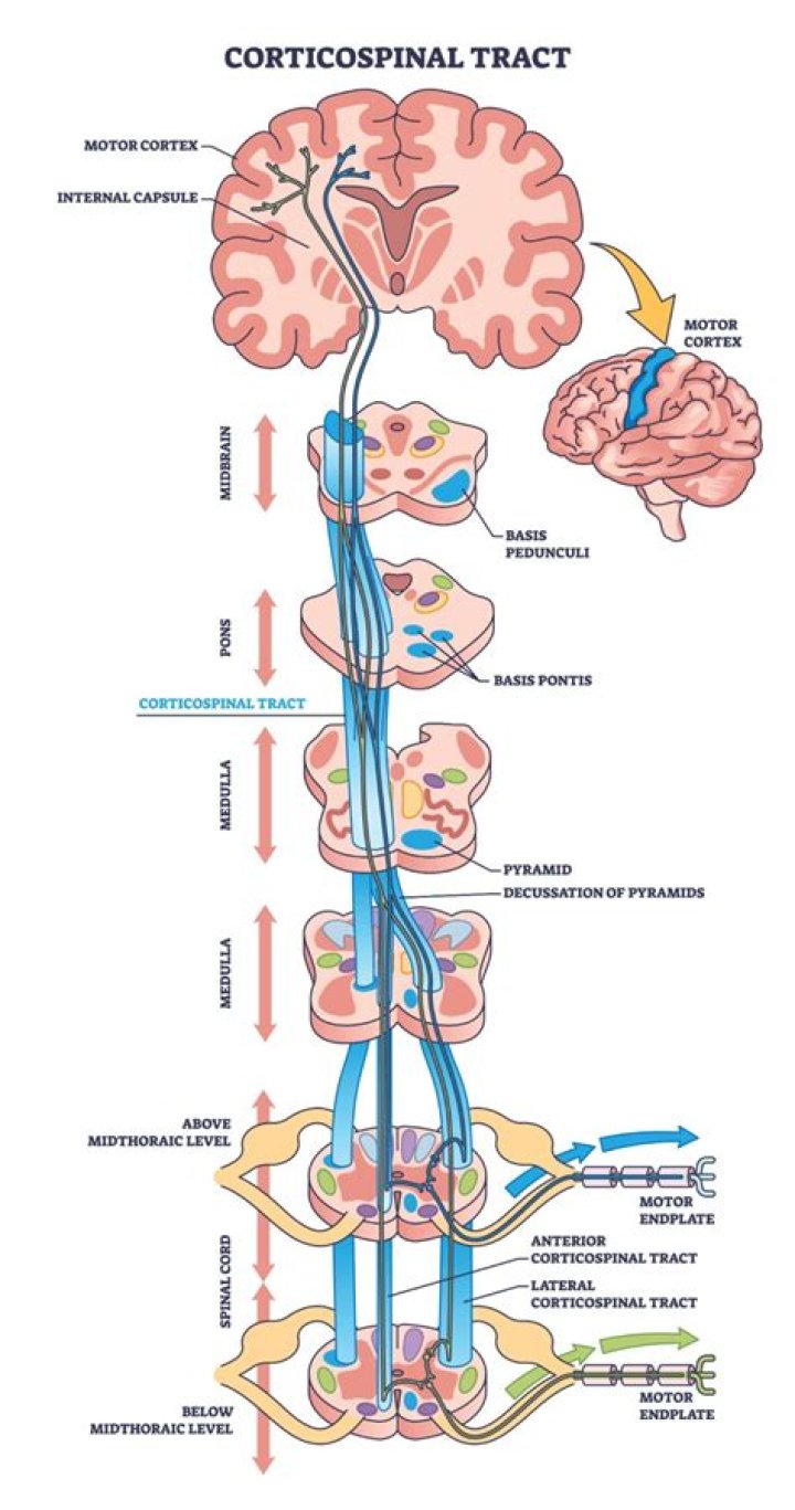 What are spinocerebellar tracts? | ContextResponse.com