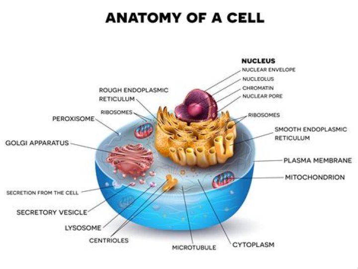What are the 10 structures of a cell