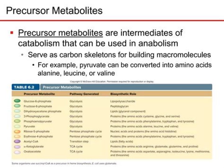 What are the 12 precursor metabolites