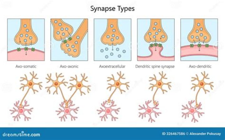 What are the 2 types of synapses?