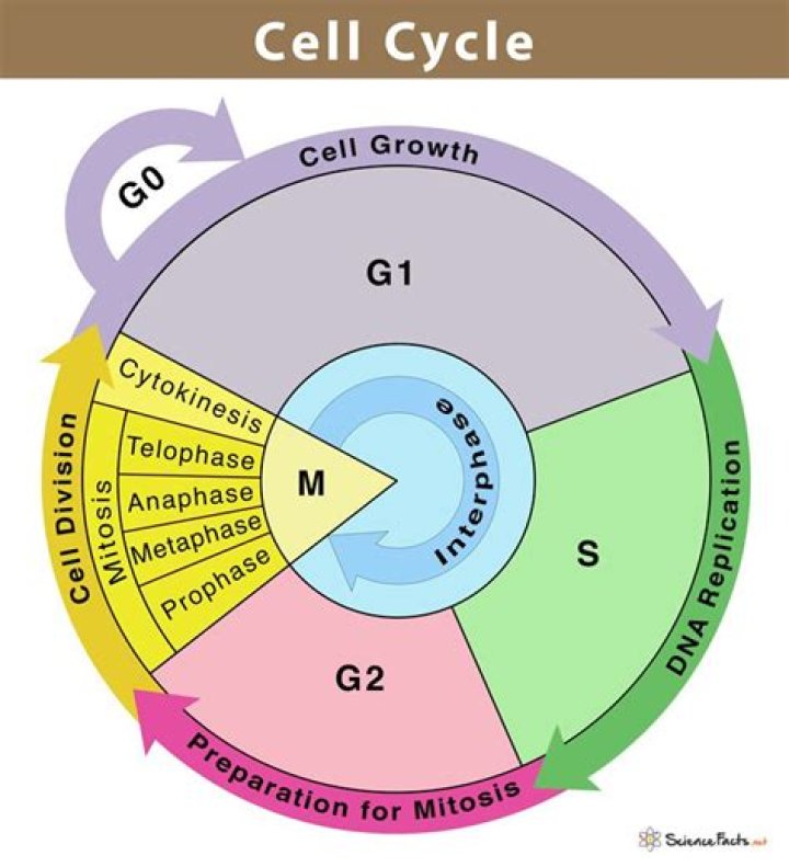 What are the 5 stages of the cell cycle in order