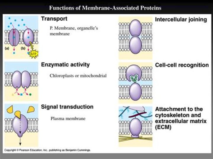 What are the 6 functions of membrane proteins