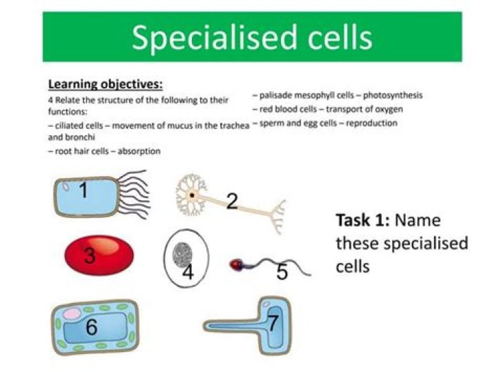 What are the 6 Specialised cells