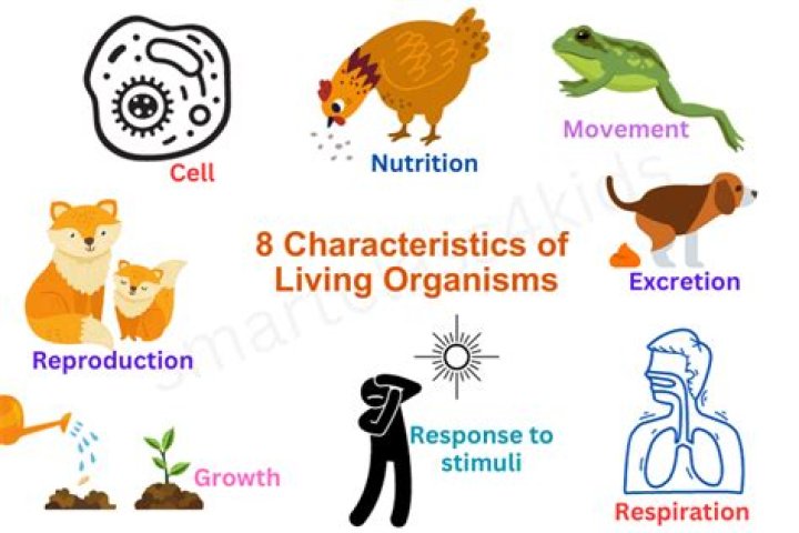 What are the basic properties of living things?