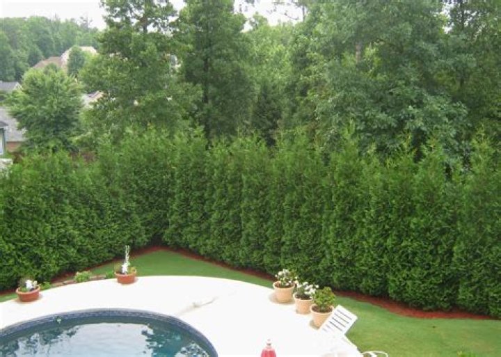 What are the best evergreens for privacy