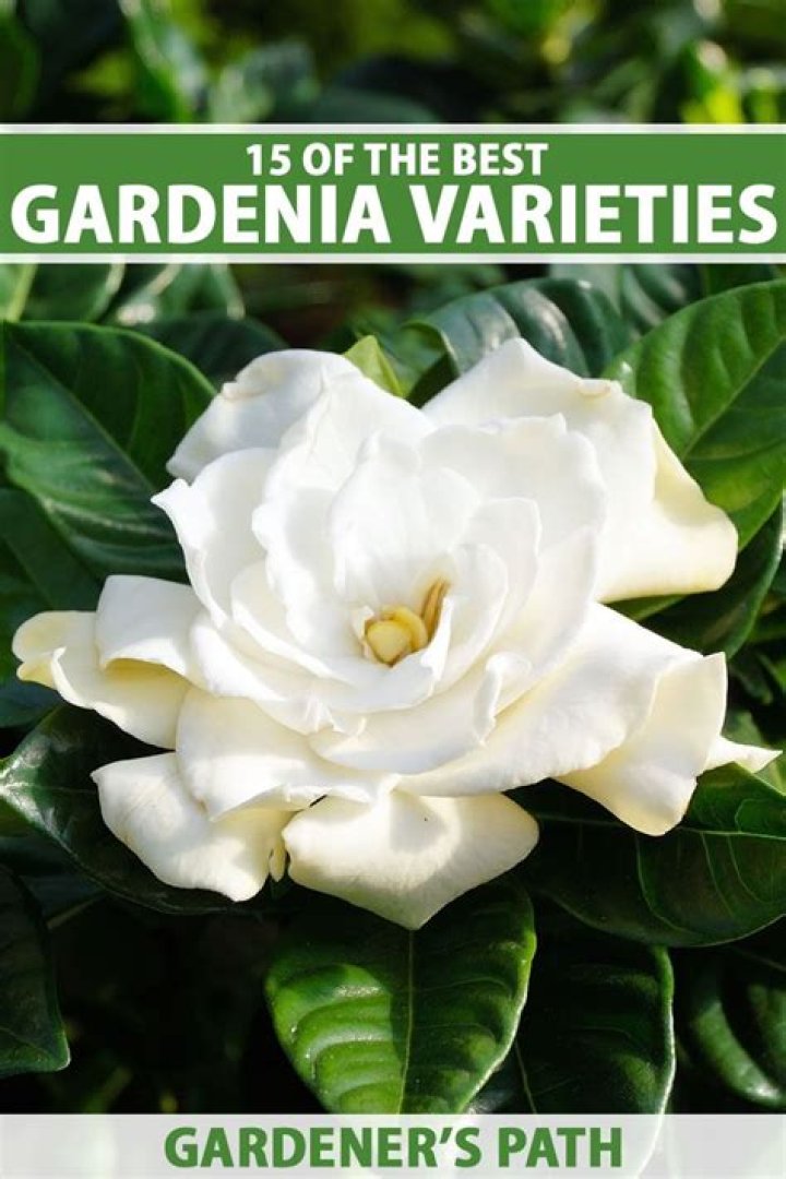 What are the best growing conditions for gardenias?