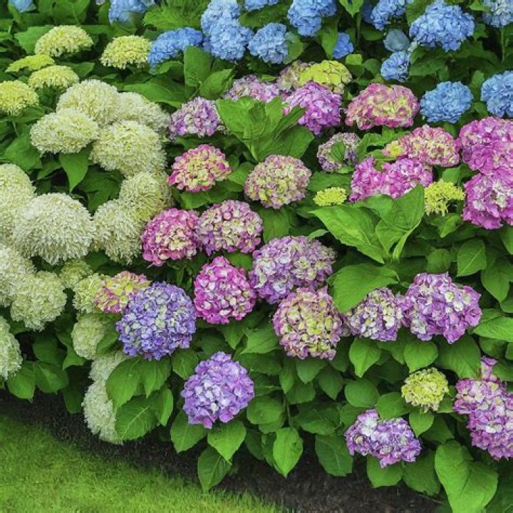 What are the best hydrangeas to grow