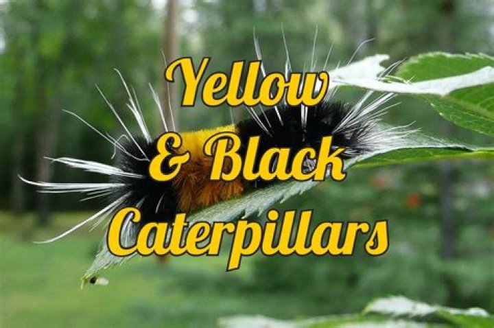 What are the black and yellow caterpillars