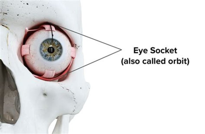 What are the bones of the eye socket