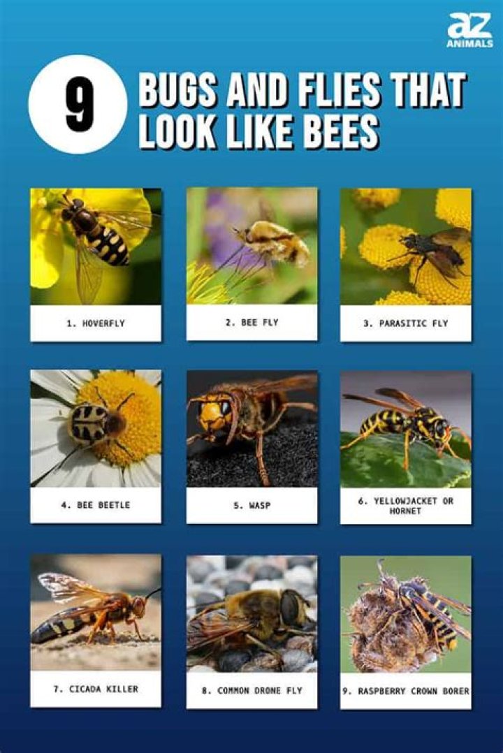 What are the bugs that look like bees