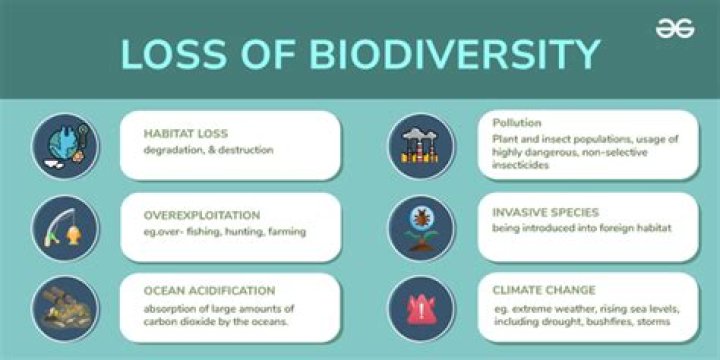 What are the causes of the loss of biodiversity