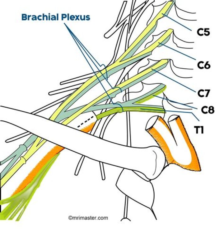 What are the cords of the brachial plexus