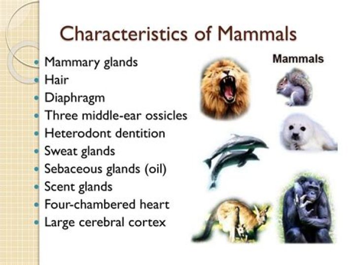 What are the defining characteristics of mammals