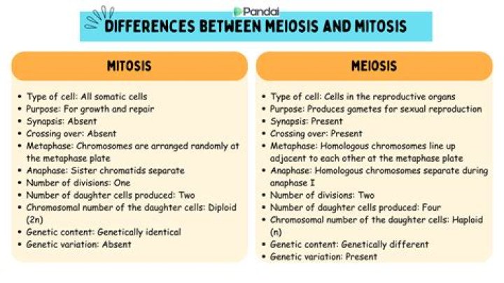 What are the differences and similarities between mitosis and meiosis