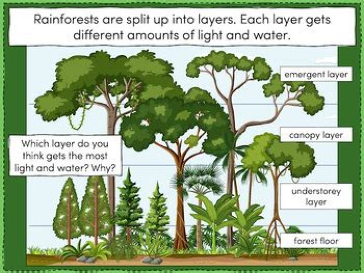 What are the different layers of a leaf