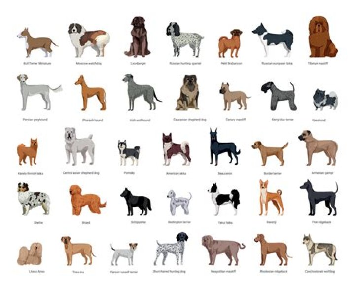 What are the different types of cattle dogs?
