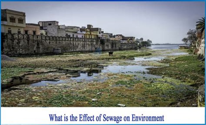 What are the effects of sewage?