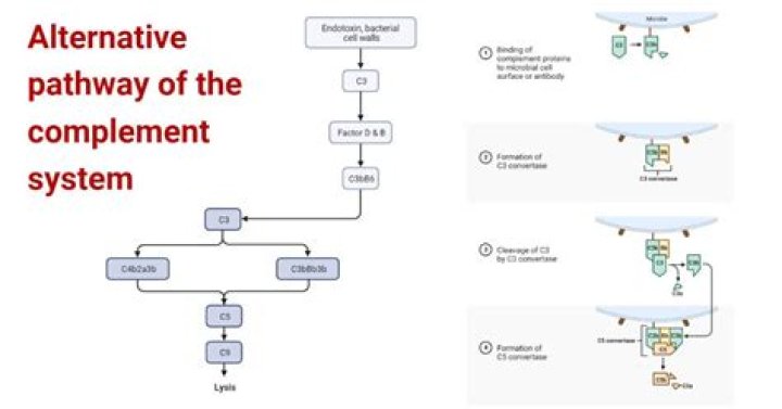 What are the four major functions of the complement system