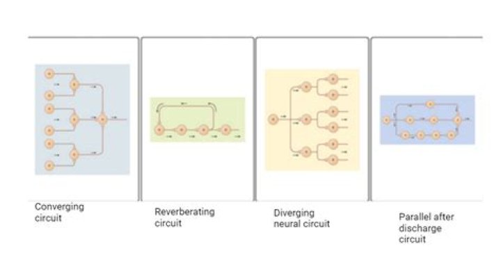 What are the four types of neural circuits