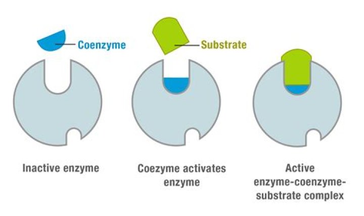 What are the functions of coenzymes