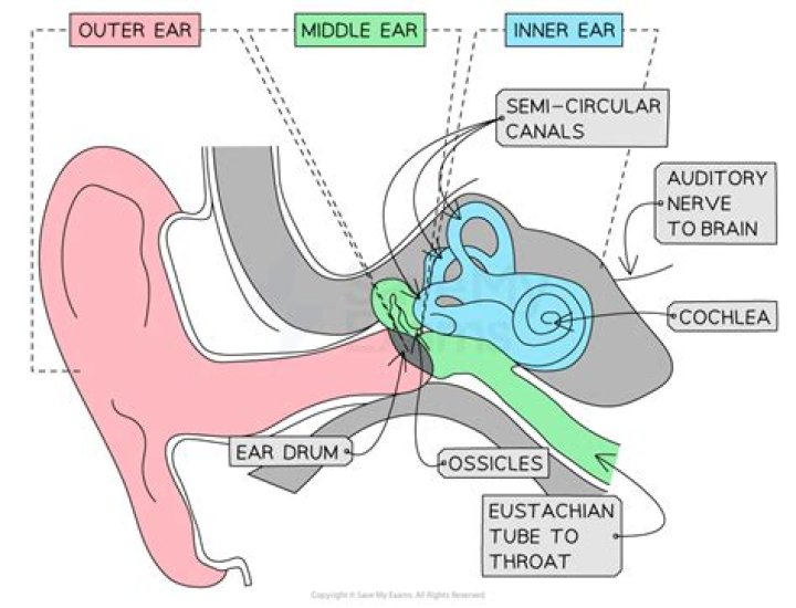What are the functions of the outer ear