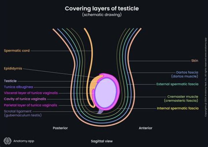 What are the layers of the testes