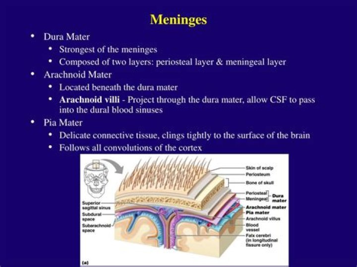 What are the meninges composed of