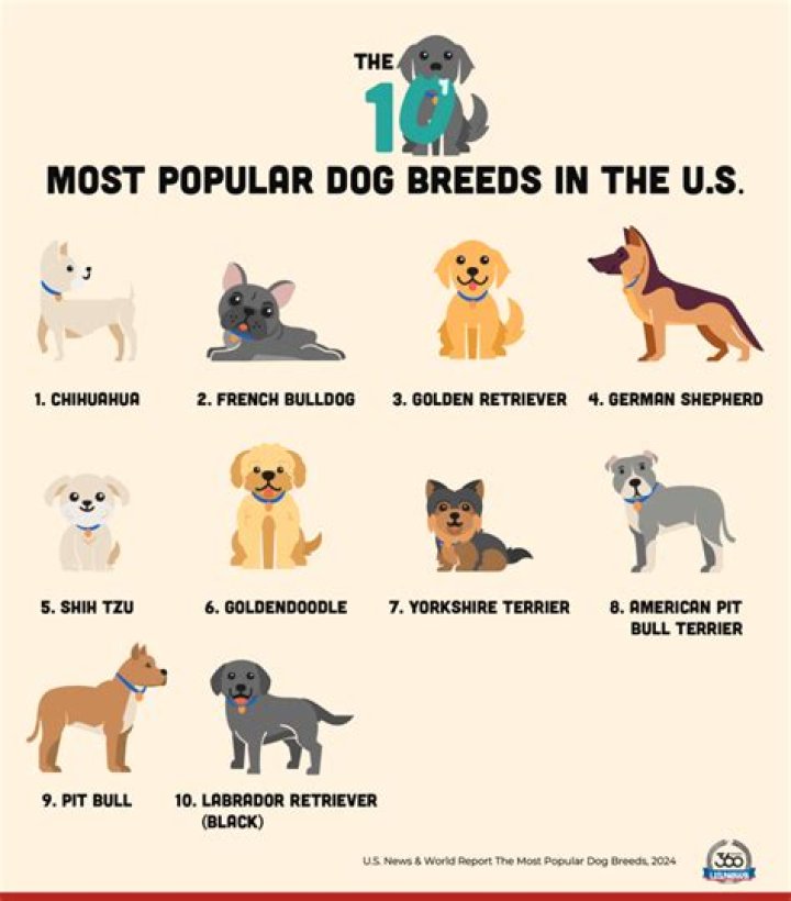 What are the most popular dogs in the world