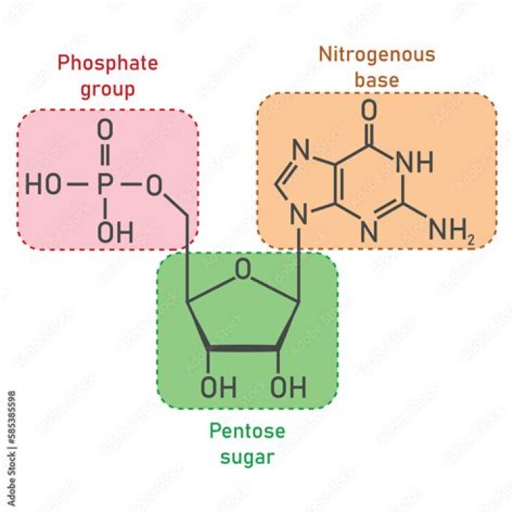 What are the names of the pentose sugars present respectively in DNA and RNA molecules