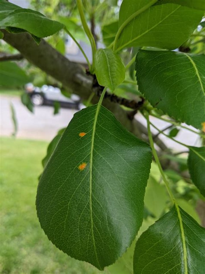 What are the orange spots on my pear tree leaves