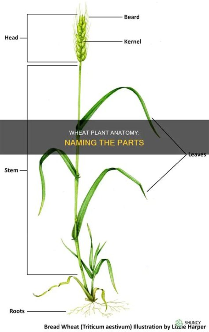 What are the parts of a wheat plant called
