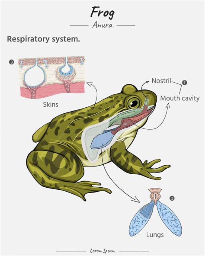 What are the respiratory organs of amphibians