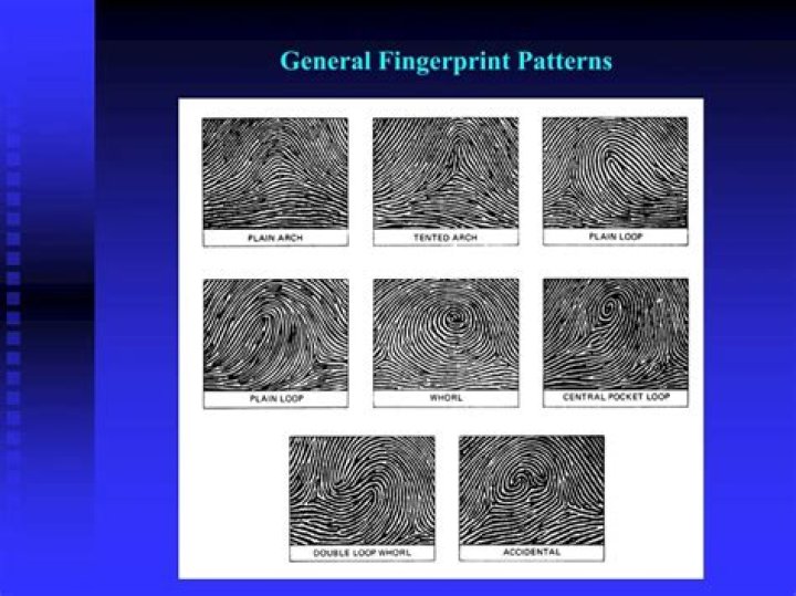 What are the seven basic fingerprint patterns