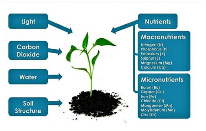 What are the sources of plant nutrients