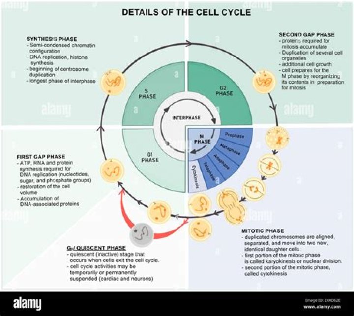 What are the steps in the cell cycle