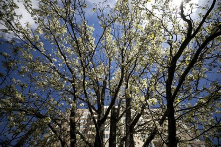 What are the trees in Seattle