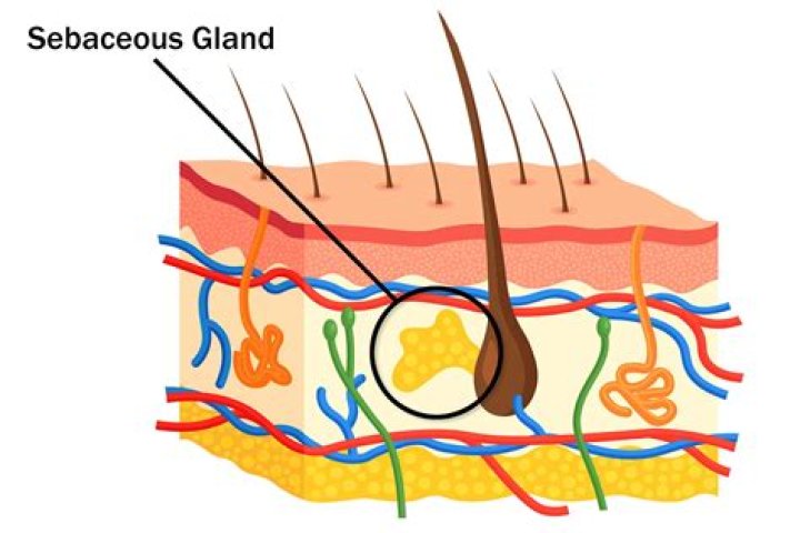 What are the two types of sebaceous glands